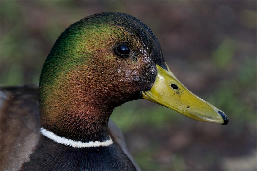 Duck 2 0203